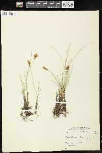 Carex douglasii image