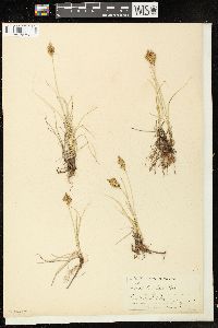 Carex douglasii image