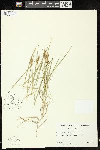 Carex douglasii image