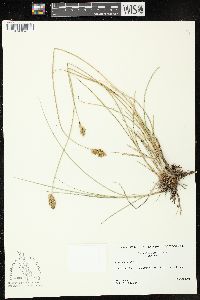 Carex douglasii image