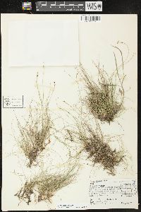 Carex eburnea image