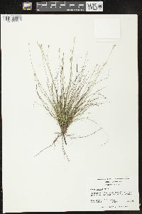 Carex eburnea image