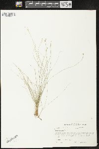 Carex eburnea image