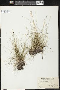 Carex eburnea image