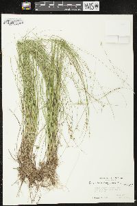 Carex echinata image