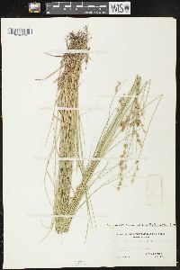 Carex echinata image