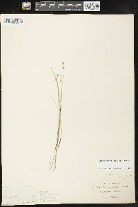 Carex echinata image