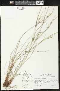 Carex edwardsiana image