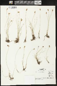 Carex duriuscula image