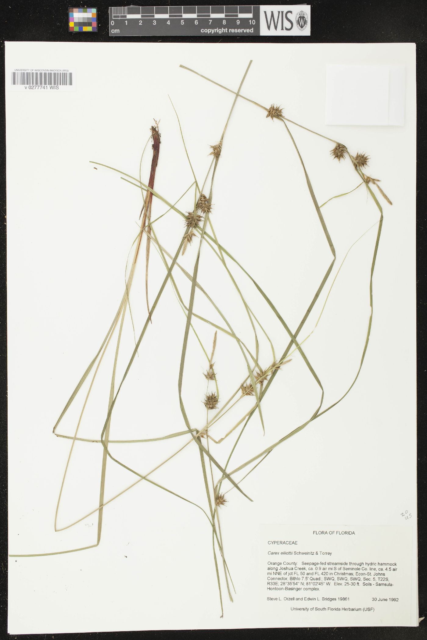 Carex elliottii image