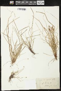 Carex emmonsii image