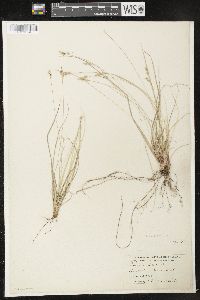 Carex emmonsii image