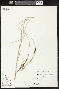 Carex emoryi image