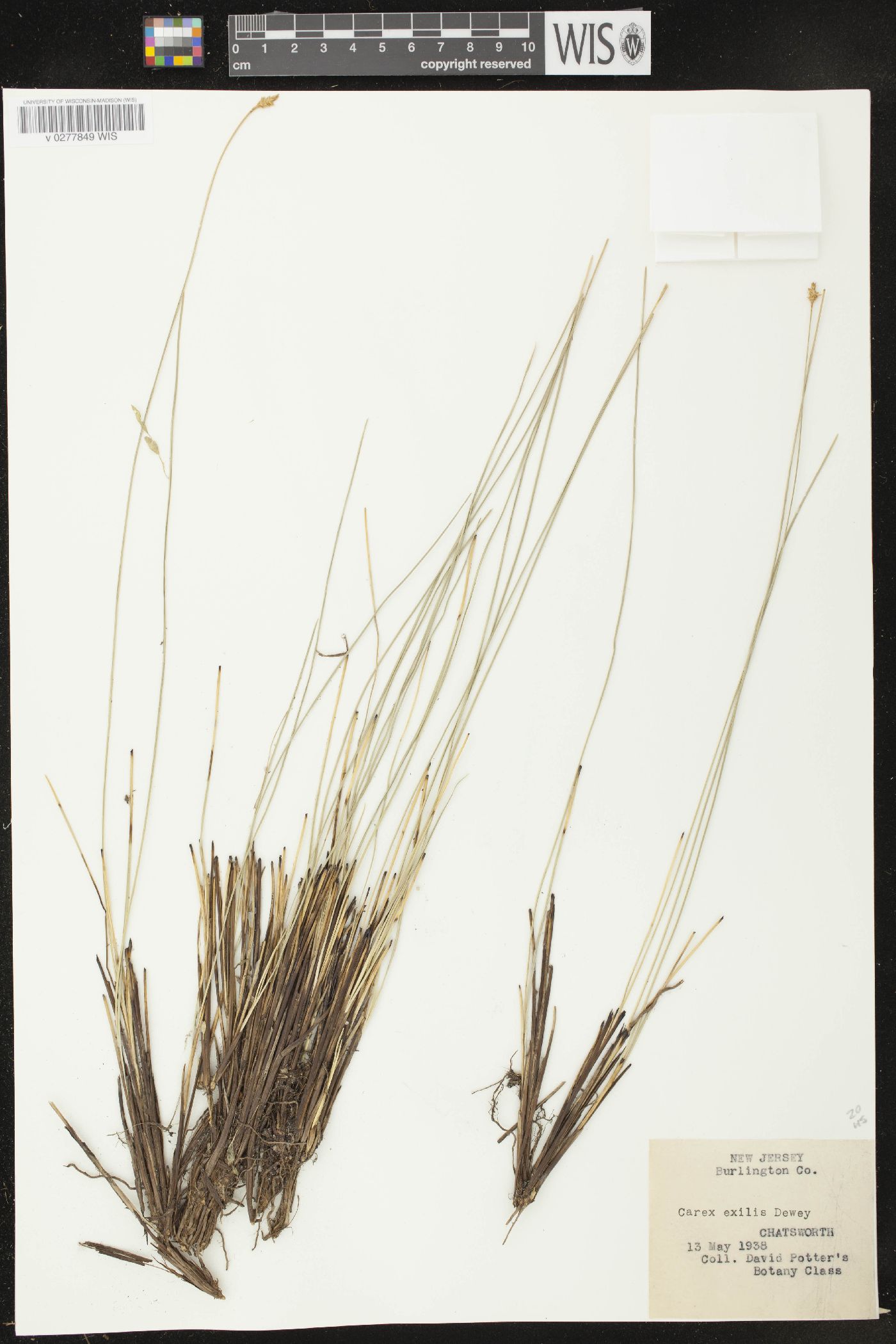 Carex exilis image