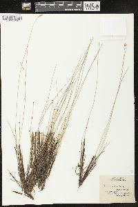 Carex exilis image