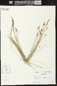 Carex exilis image