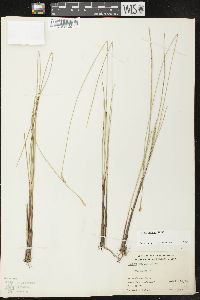 Carex exilis image