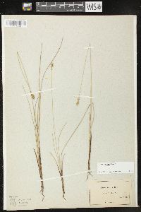 Carex exilis image