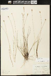 Carex exilis image