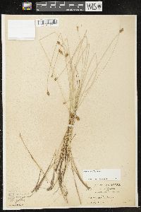 Carex exilis image