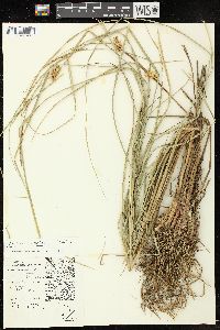 Carex exsiccata image