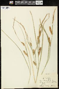 Image of Carex exsiccata