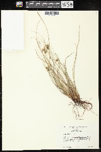 Carex extensa image
