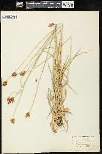 Carex macloviana image