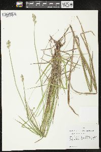 Carex festucacea image