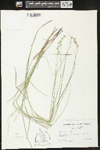 Carex festucacea image