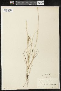 Carex festucacea image