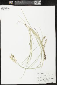 Carex festucacea image