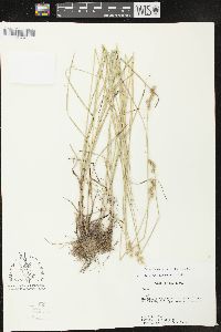 Carex festucacea image