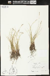 Carex filifolia image