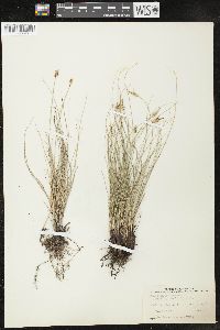 Carex filifolia image