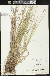 Carex fissa image