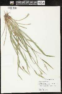 Carex flaccosperma image