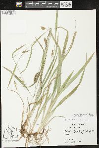 Carex flaccosperma image