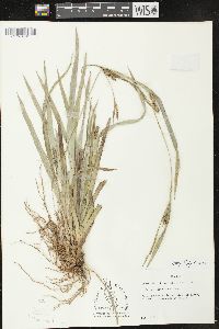 Carex flaccosperma image