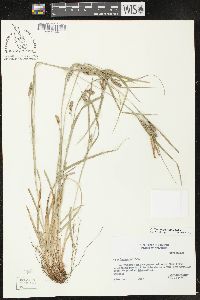 Carex flaccosperma image