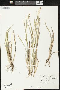 Carex flaccosperma image