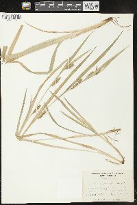 Carex flaccosperma image