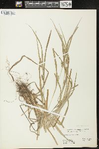 Carex flaccosperma image