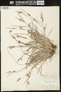 Carex glaucodea image