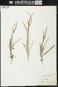 Carex glaucodea image