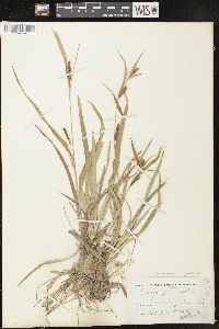 Carex glaucodea image