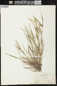 Carex glaucodea image