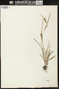 Carex glaucodea image