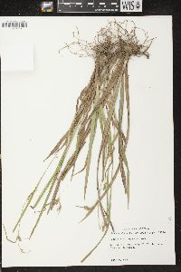 Carex flaccosperma image