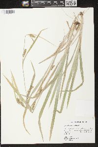 Carex flaccosperma image